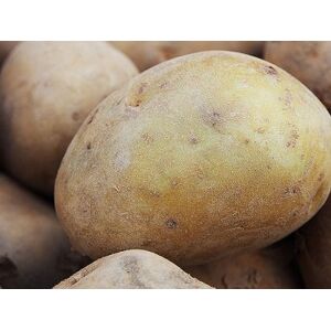 Pomme De Terre Bio AGRIA - Variete À Chair Tendre 25kg - En direct de Mon Petit Producteur (Loire-Atlantique)
