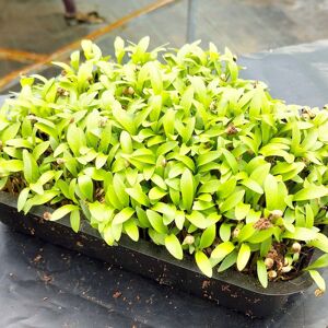 Micro Pousses de Coriandre - En direct de Nature et Saveurs - Ferme Aquaponique et Permacole Asterienne (Dordogne)