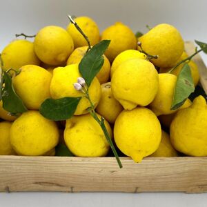 Citrons - 1kg - En direct de Le Panier du Producteur (Alpes-Maritimes)