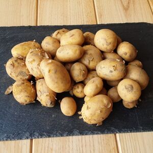 Pommes de terres nouvelles de Saint Malo En direct de Gourmets de lOuest Ille et Vilaine