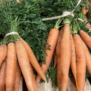 Carottes Botte - 500g - En direct de Le Châtaignier (Sarthe) - Publicité