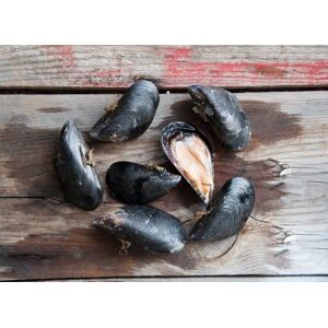 Moules de corde de Camargue - 5kg - En direct de Camargue Coquillages (Bouches du Rhône)