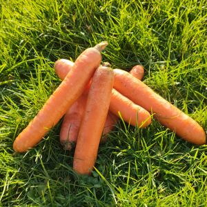 Carottes - 3kgs - En direct de La Brouette d'Alexis (Pas-de-Calais)