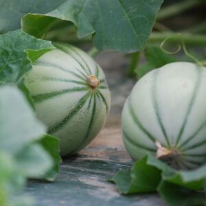 Melon Charentais - 1 Piece - En direct de La Boite a Herbes (Bouches du Rhône)