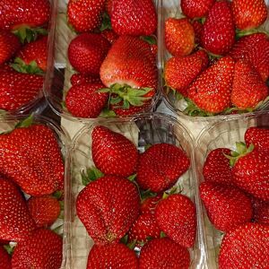 Fraises du Lot et Garonne (variete Charlotte ou Murano) 1,5kg - En direct de Maison du Pruneau - Cueillette du Gascon (Lot-et-Garonne)