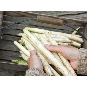 Asperges Blanches de Lorraine - 1kg - En direct de Saveur d