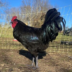 Coq fermier minimum 15 KG En direct de La Ferme dAutrac Haute Loire