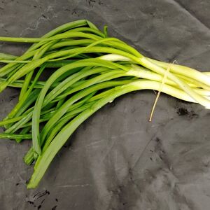 Oignons Jeunes en melange - En direct de Nature et Saveurs - Ferme Aquaponique et Permacole Asterienne (Dordogne)