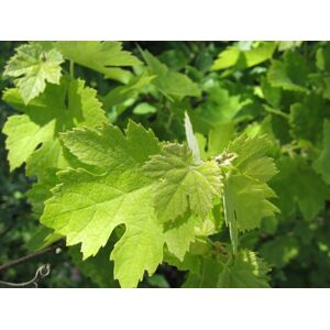 10 feuilles de vignes - En direct de Des Poules et des Vignes à Bourgueil (Indre-et-Loire) - Publicité