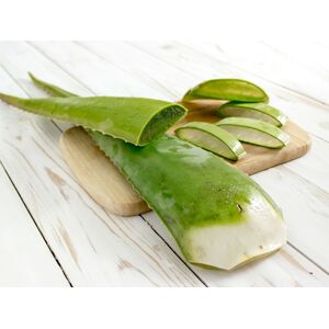 Feuille D'aloe Vera - Sachet 1 Feuille - En direct de La Boite a Herbes (Bouches du Rhône)