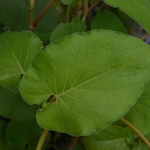 Feuilles De Poivrier Fraîches - En direct de Le Jardin des Antipodes (Alpes-Maritimes)