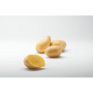 Pommes De Terre Andean Sunside - 5kg - En direct de Maison Bayard (Somme)