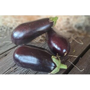 Aubergine violette Bio - 1  kg - En direct de Les Jardins de Gerard (Drôme)