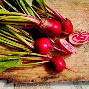 Mini Betteraves Chioggia Gastronomiques - En direct de Nature et Saveurs - Ferme Aquaponique et Permacole Asterienne (Dordogne)