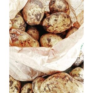 Pommes de terre nouvelles Adora - 1Kg - En direct de Ferme Joos (Nord)