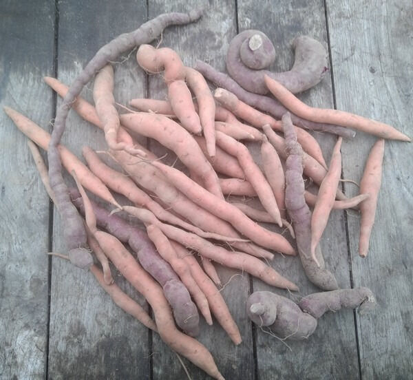 Patates Douce Mélange Anti-Gaspi - En direct de HERBA HUMANA (Indre)