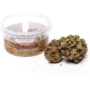 Seminata Strawberry Fields  Cannabis Sativa Light 2 Gr