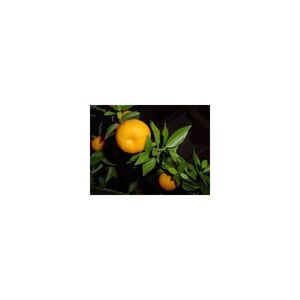 France Herboristerie Petit grain bigaradier Citrus aurantium 15 ml chémotypé 100% pur