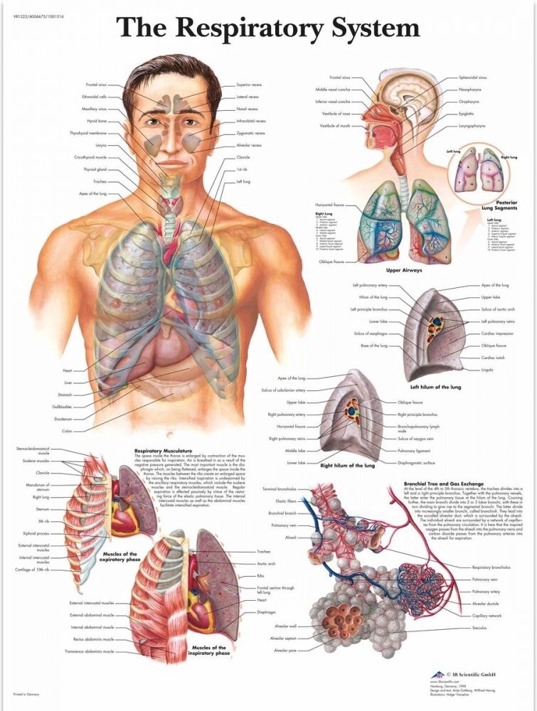 The Respiratory System 50x67 cm