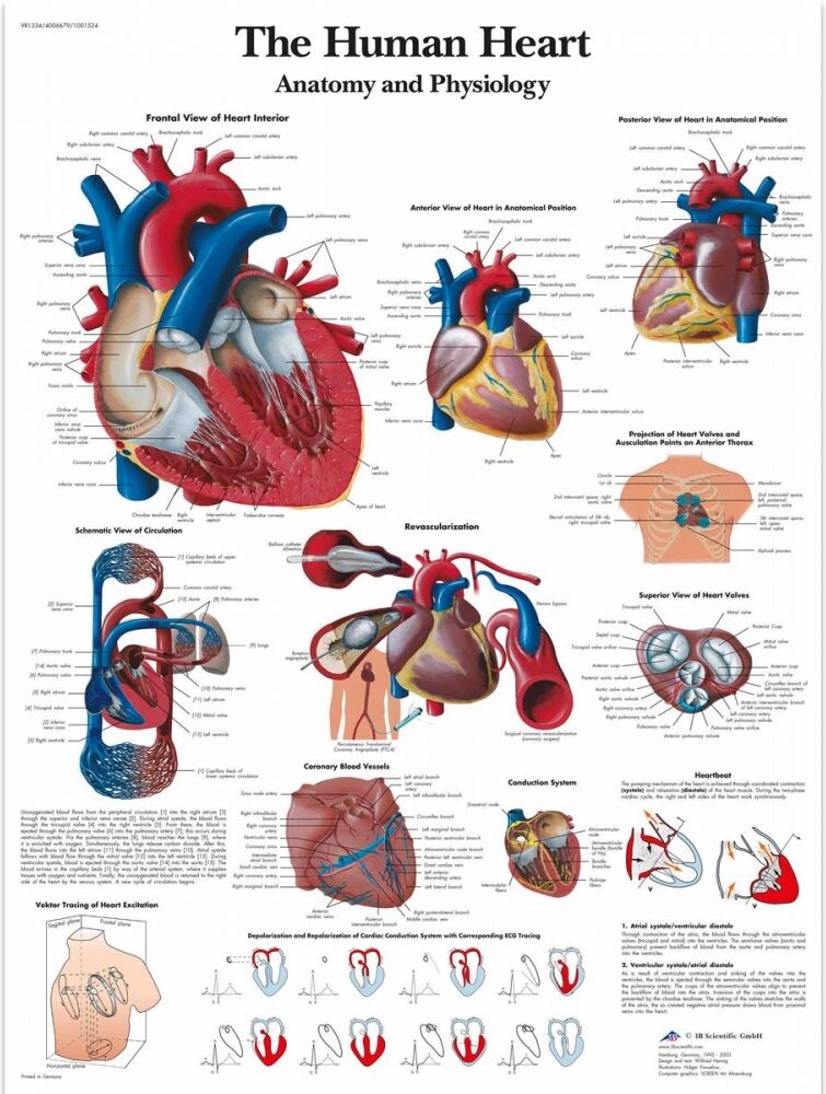 The Human Heart 50x67 cm