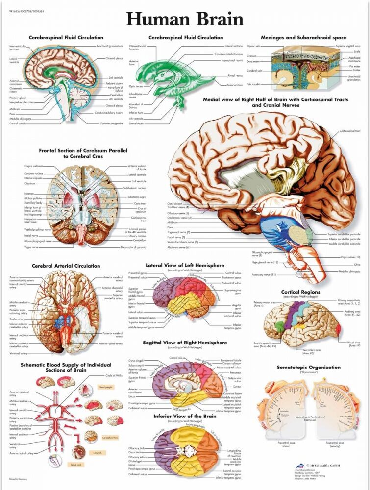 Human Brain 50x67 cm