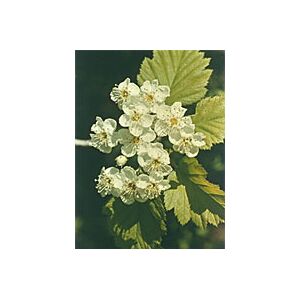 Herboplanet Msa Crataegus Oxyaca 50 ml