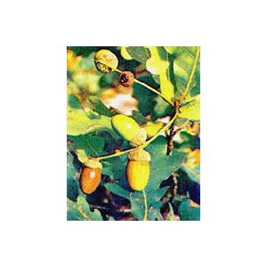 Herboplanet srl Msa Quercus Peduncol 50ml