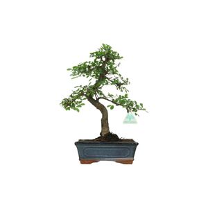 No brand Bonsai Zelkova nire - Olmo - 35 cm