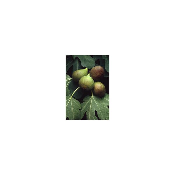 herboplanet msa ficus carica 50 ml