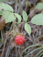 Herboplanet Msa Rubus Idaeus 50 ml