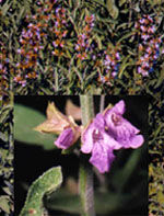 Herboplanet Tsa Salvia Officinalis 50 ml