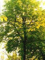 Herboplanet Tsa Tilia Europea 50ml