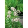 Moerings - 2 stuks! Valeriana officinalis potmaat P9