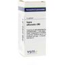 VSM Sepia officinalis LM3