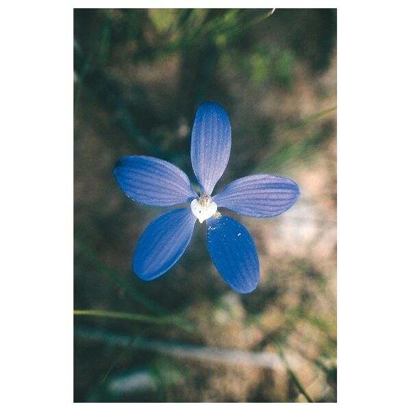 natur srl blue china orchid essenze floreali australiane 15ml
