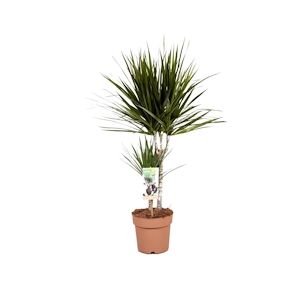 Plant in a Box Dragonnier - Dracaena Marginata Hauteur 70-80cm