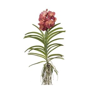 Plant in a Box Orchidée - Vanda Leopard Coral Hauteur 80-90cm