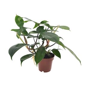Plant in a Box Philodendron - Florida Green Hauteur 20-30cm