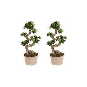 Plant in a Box S-Shape Bonsaï - Ficus microcarpa Ginseng Set de 2 Hauteur 55-65cm