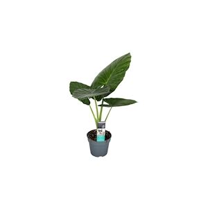 Plant in a Box Alocasia Odora Hauteur 55-75cm