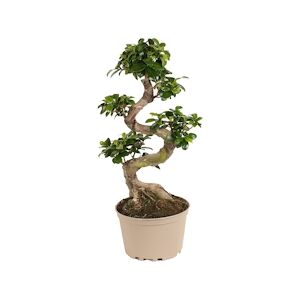 Plant in a Box S-Shape Bonsaï - Ficus microcarpa Ginseng Hauteur 55-65cm