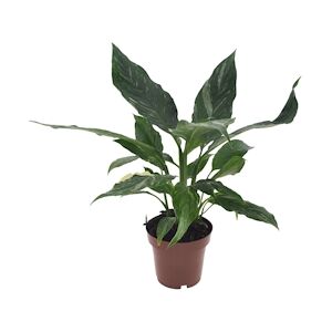 Plant in a Box Lys de la paix - Spathiphyllum Diamond Hauteur 40-50cm