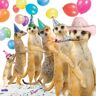 Greetings Cards Meerkats"Conga" Verjaardagskaart