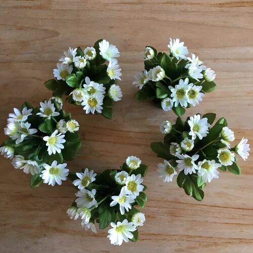 The Seasonal Aisle Mini Magriet Daisies Floral Arrangement in Pot The Seasonal Aisle Flower Colour: White  - Size: Small