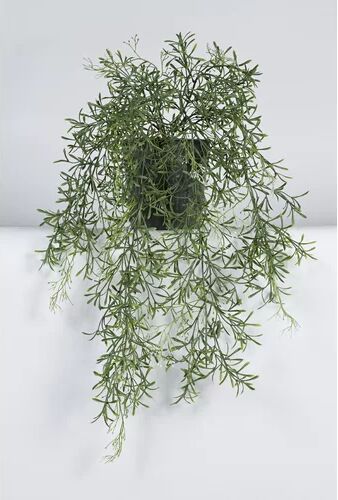 The Seasonal Aisle Blooming Jasminum Plant in Pot The Seasonal Aisle  - Size: 240cm H X 300cm W