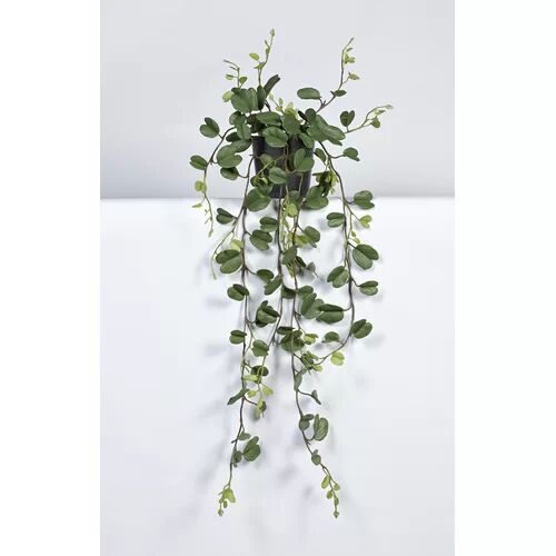 The Seasonal Aisle Hoya Kerii Plant in Pot The Seasonal Aisle Size: 85cm H x 60cm W x 60cm D  - Size: Medium