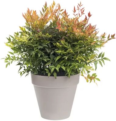 ELHO Plastic Plant Pot ELHO Colour: Warm Grey, Size: 44.2cm H x 49cm W x 49cm D  - Size: 55.1cm H x 31.9cm W x 31.9cm D