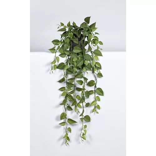 The Seasonal Aisle Philodendron Plant in Pot The Seasonal Aisle Size: 85cm H x 60cm W x 60cm  D  - Size: 51cm H x 41cm W