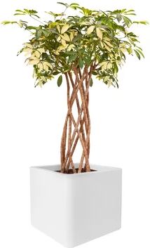 ELHO Plastic Plant Pot ELHO Colour: White, Size: 59cm H x 79cm W x 29.5cm D  - Size: 23.1cm H x 25.1cm W x 25.1cm D