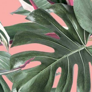 KEK Amsterdam Monstera Botanical leaves behang